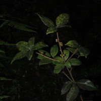 Actinodaphne molochina Nees